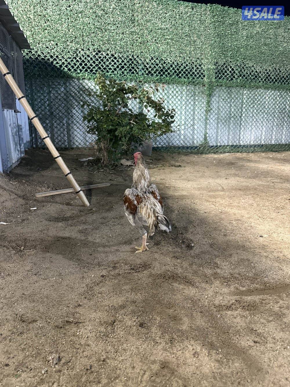 للبيع دياجه فايتر كوشامو5