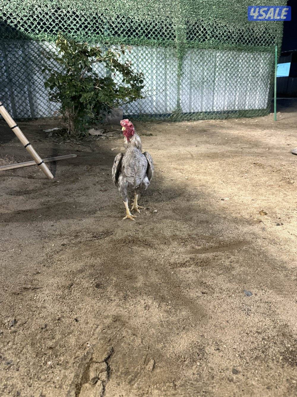 للبيع دياجه فايتر كوشامو7