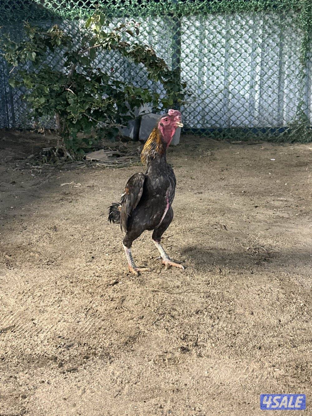 للبيع دياجه فايتر كوشامو8