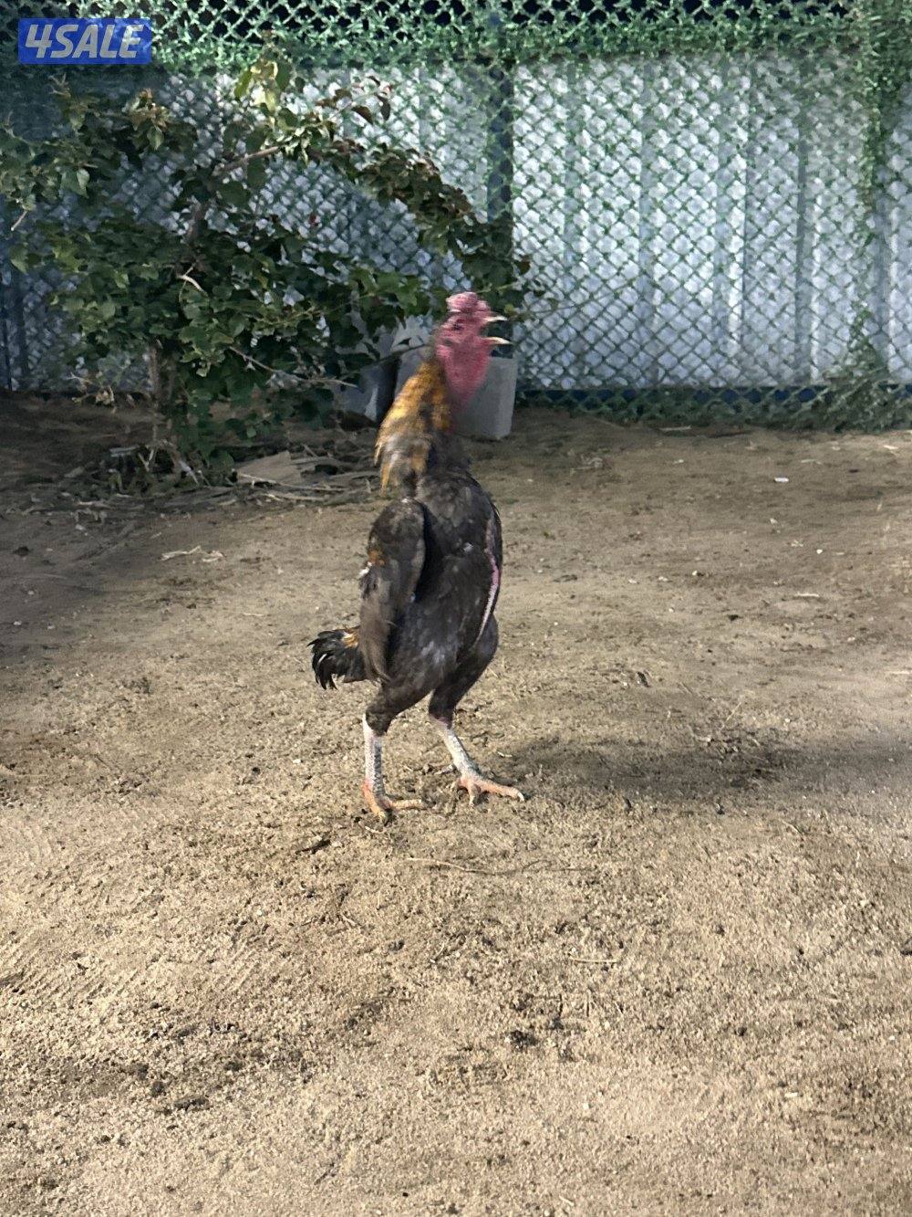 للبيع دياجه فايتر كوشامو9