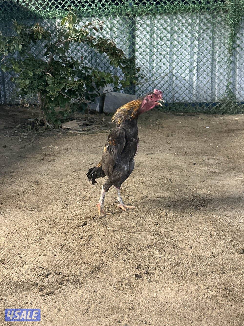 للبيع دياجه فايتر كوشامو10