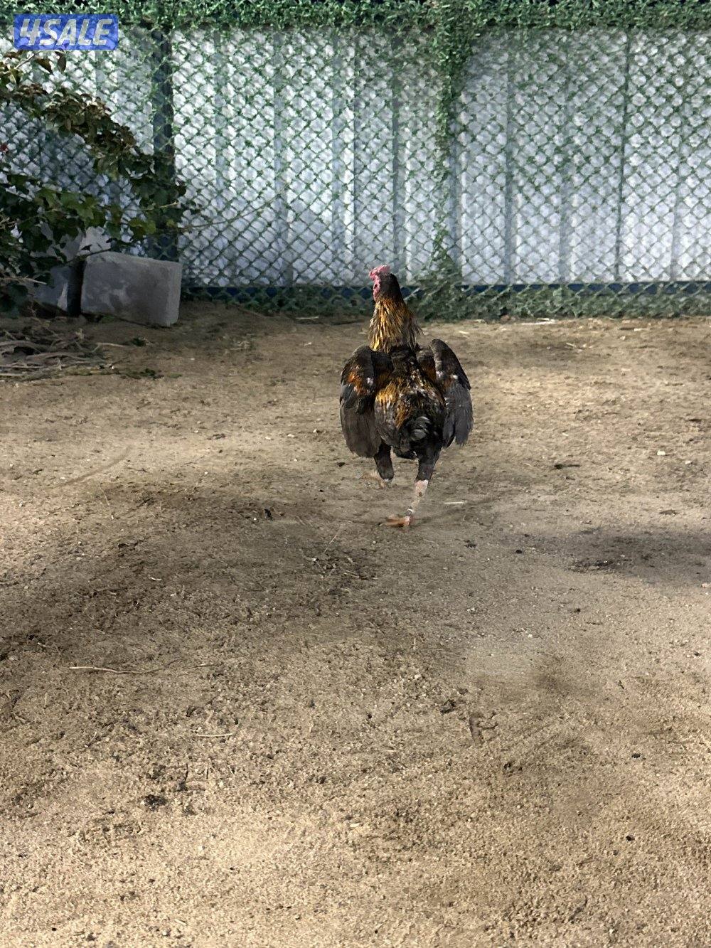 للبيع دياجه فايتر كوشامو11