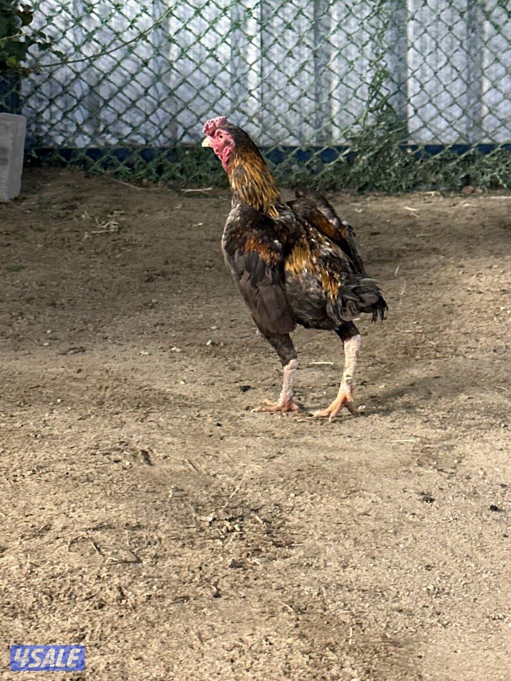 للبيع دياجه فايتر كوشامو12