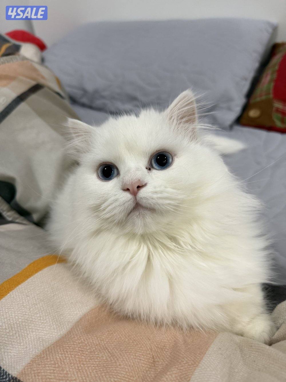 للبيع قطوتين نثيه شيرازيه والذكر برتش عمرهم 10 اشهر0