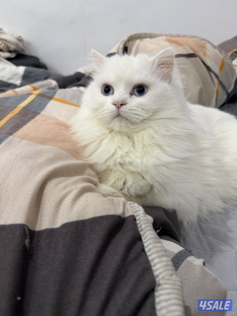 للبيع قطوتين نثيه شيرازيه والذكر برتش عمرهم 10 اشهر2