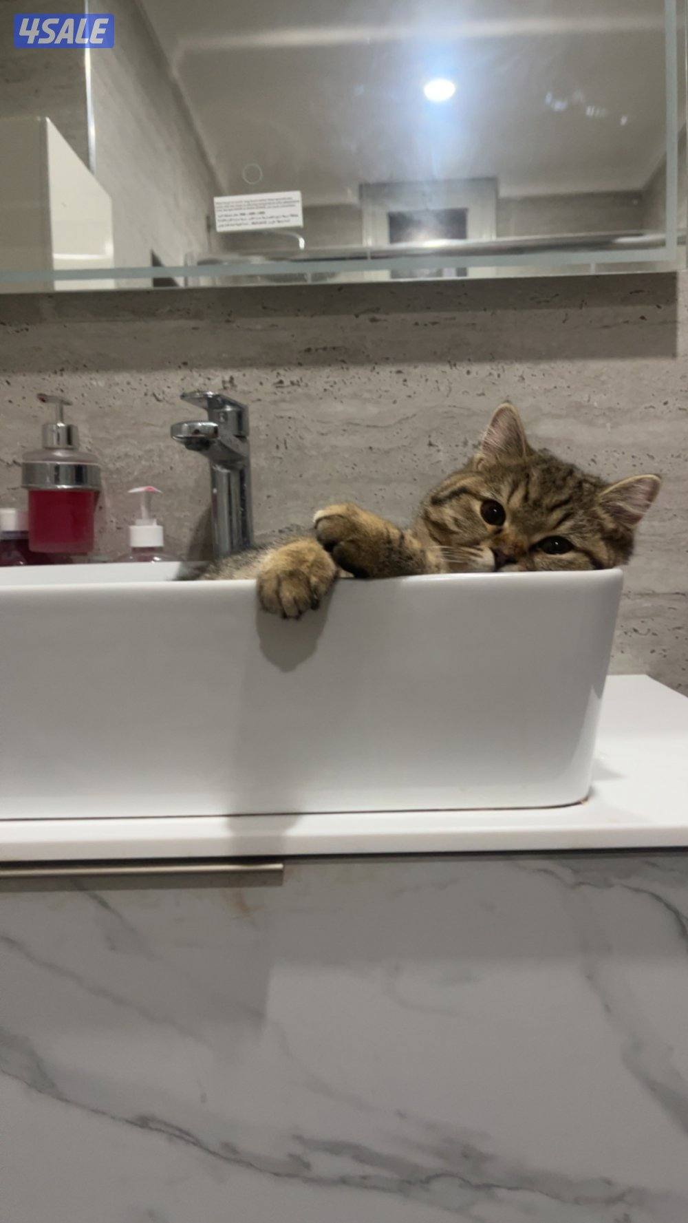 للبيع قطوتين نثيه شيرازيه والذكر برتش عمرهم 10 اشهر3