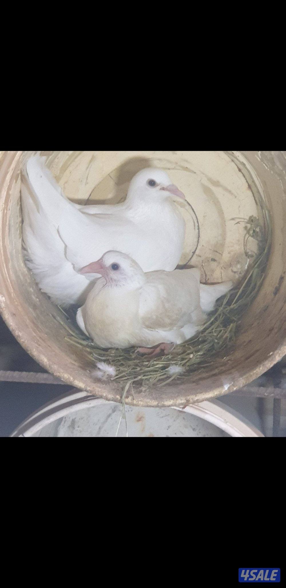 فروخ لاحم فرنسي0