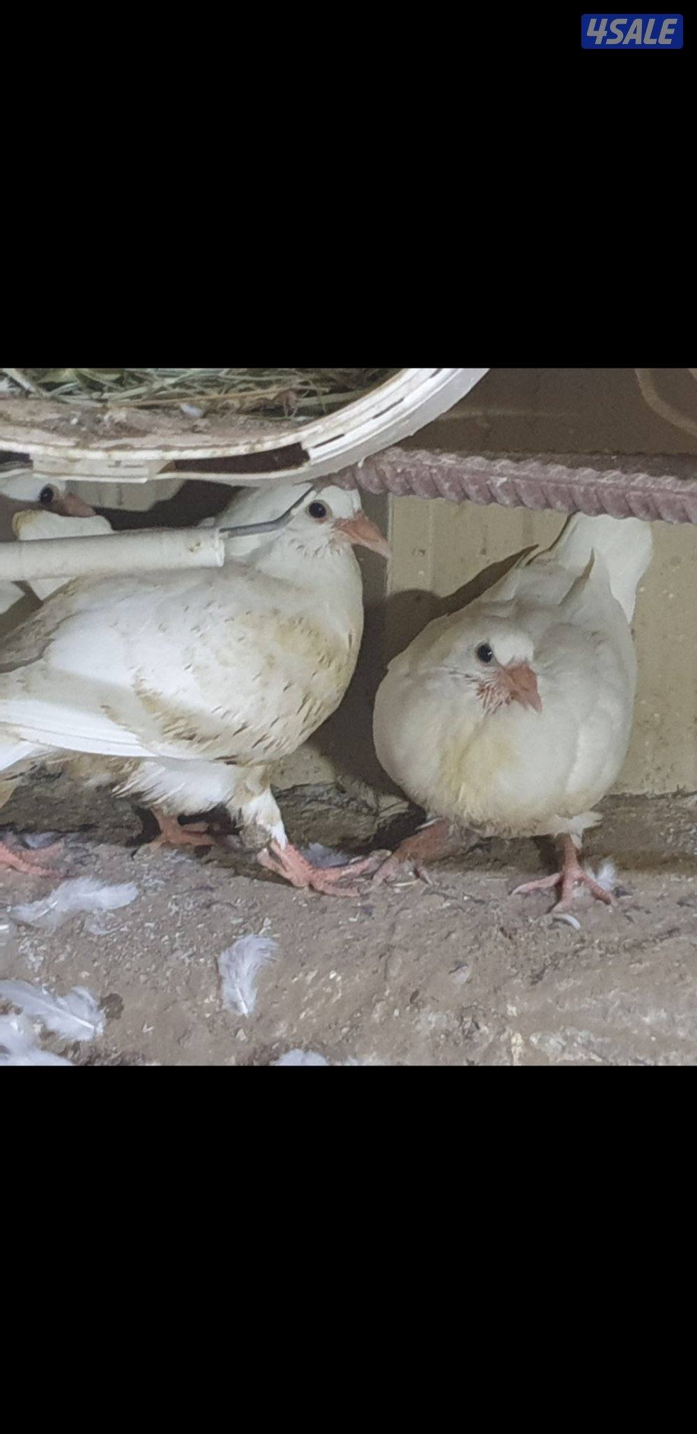 فروخ لاحم فرنسي1