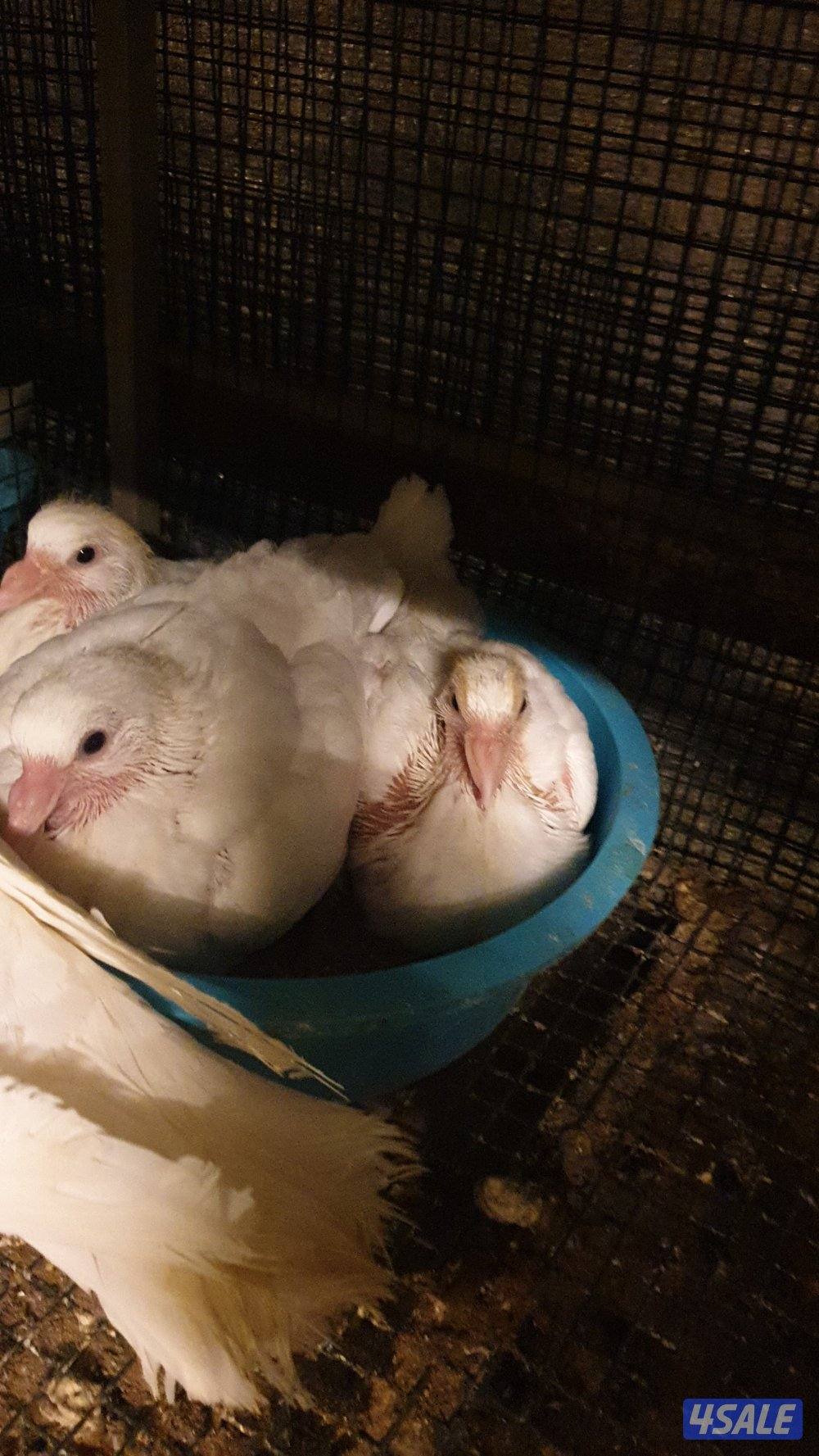 فروخ لاحم فرنسي2