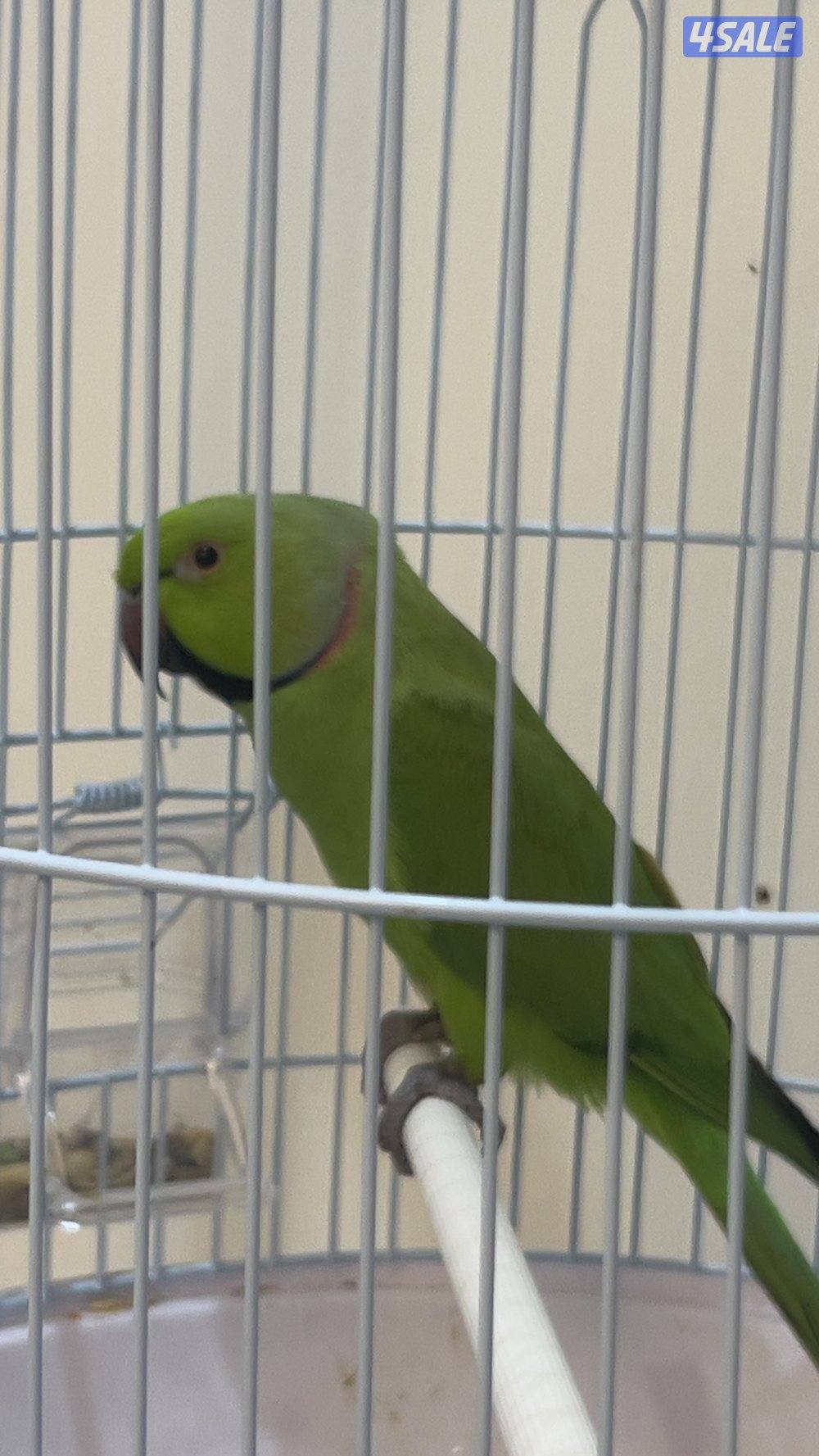 للبيع طير ميتو0