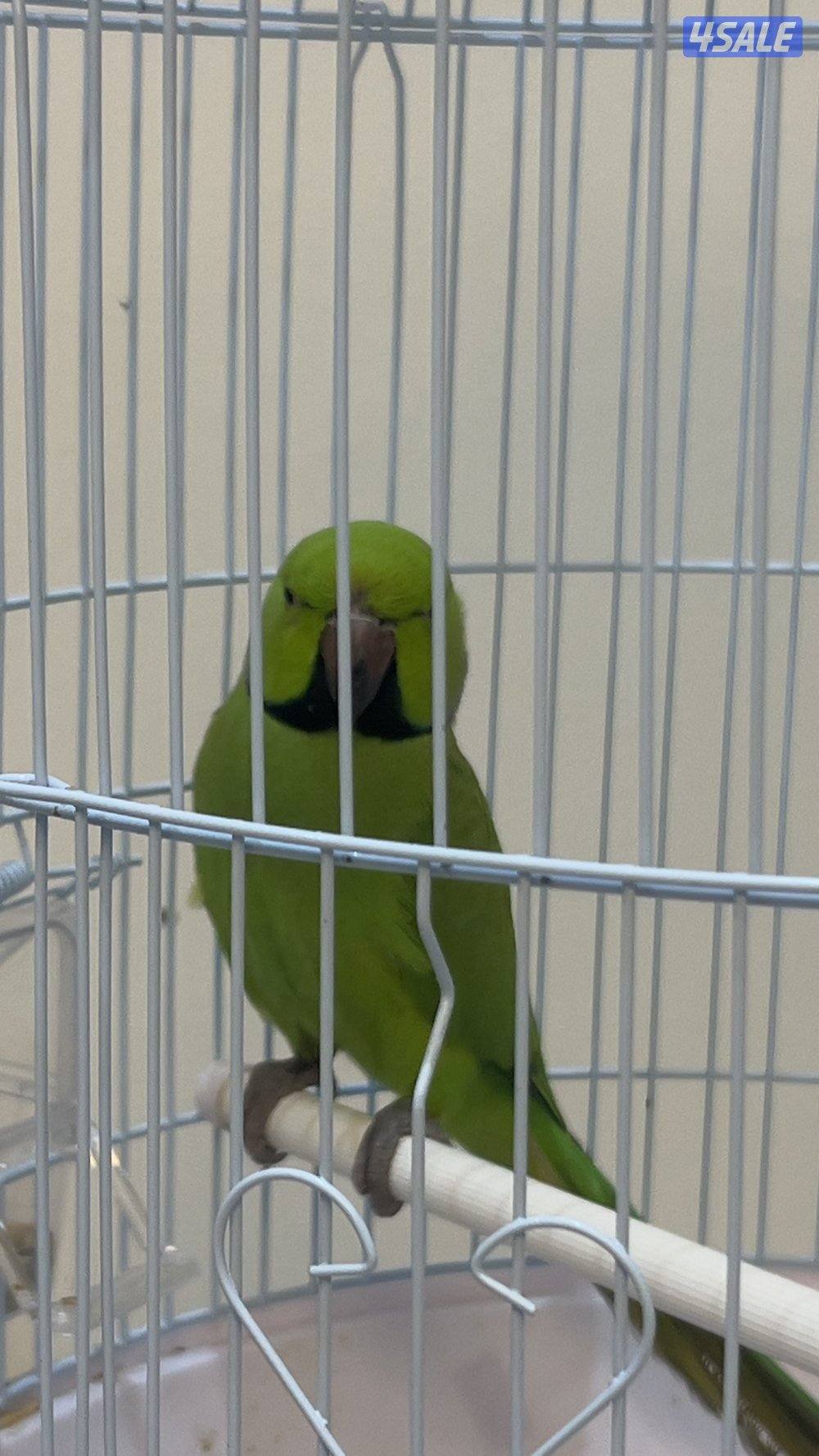 للبيع طير ميتو1