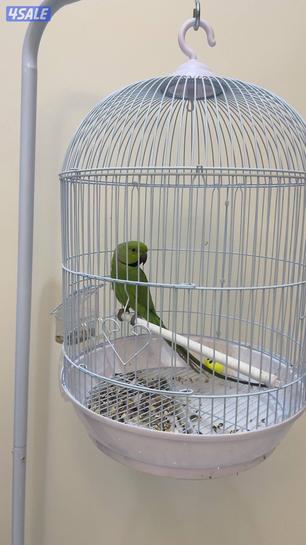 للبيع طير ميتو2