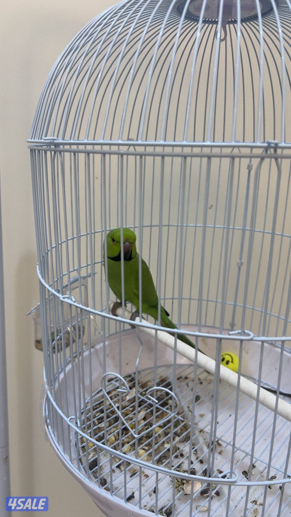 للبيع طير ميتو3