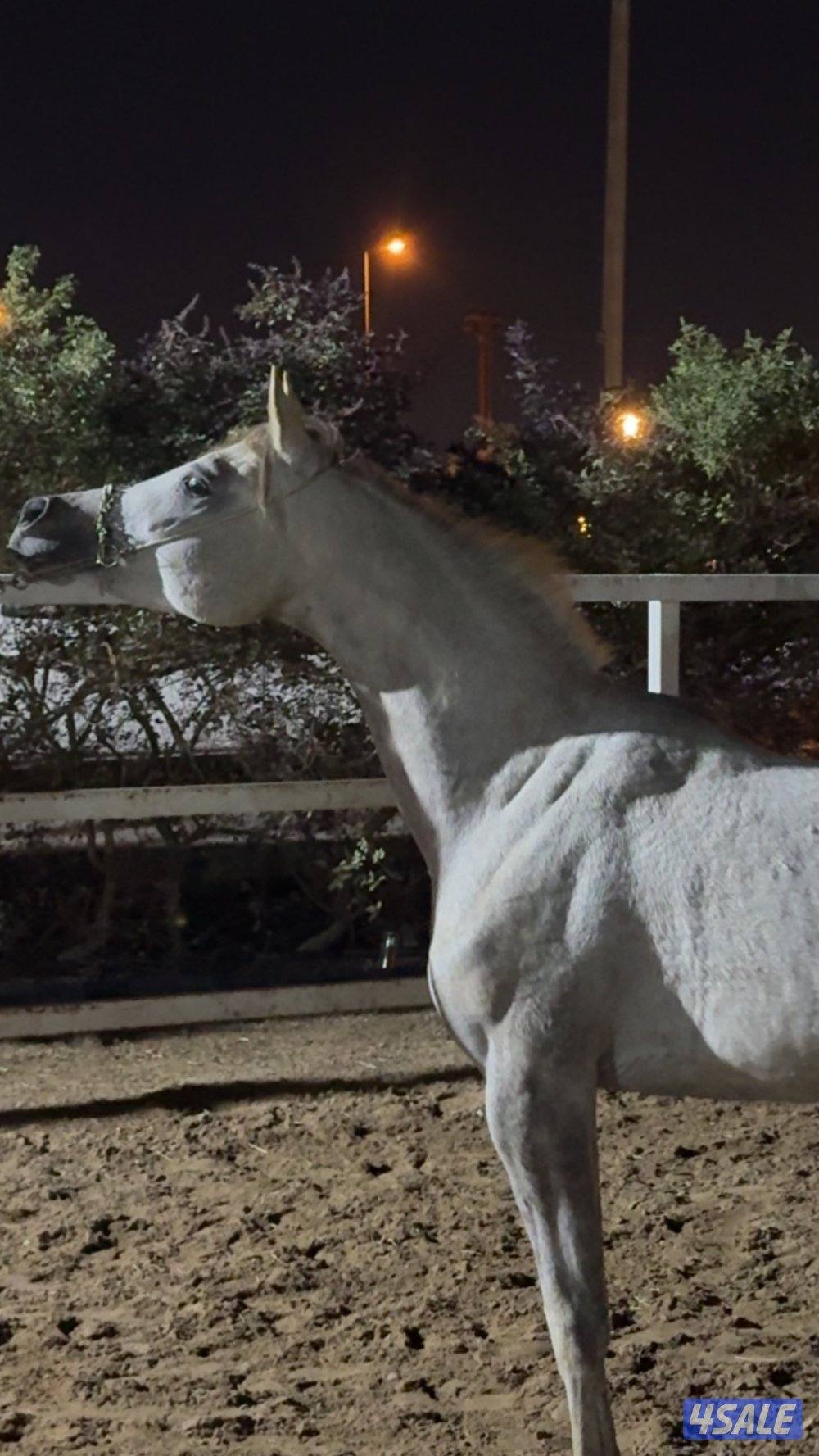 فلو موليد ٢٣ مصري بيور قطعه و دم نظيف معسوف وشرط السلم0