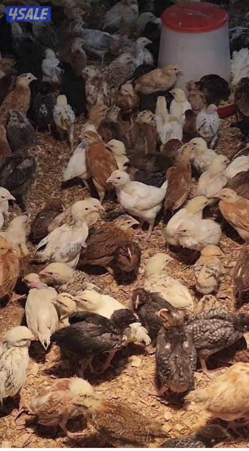 للبيع فروخ دجاج عربي وفيومي0