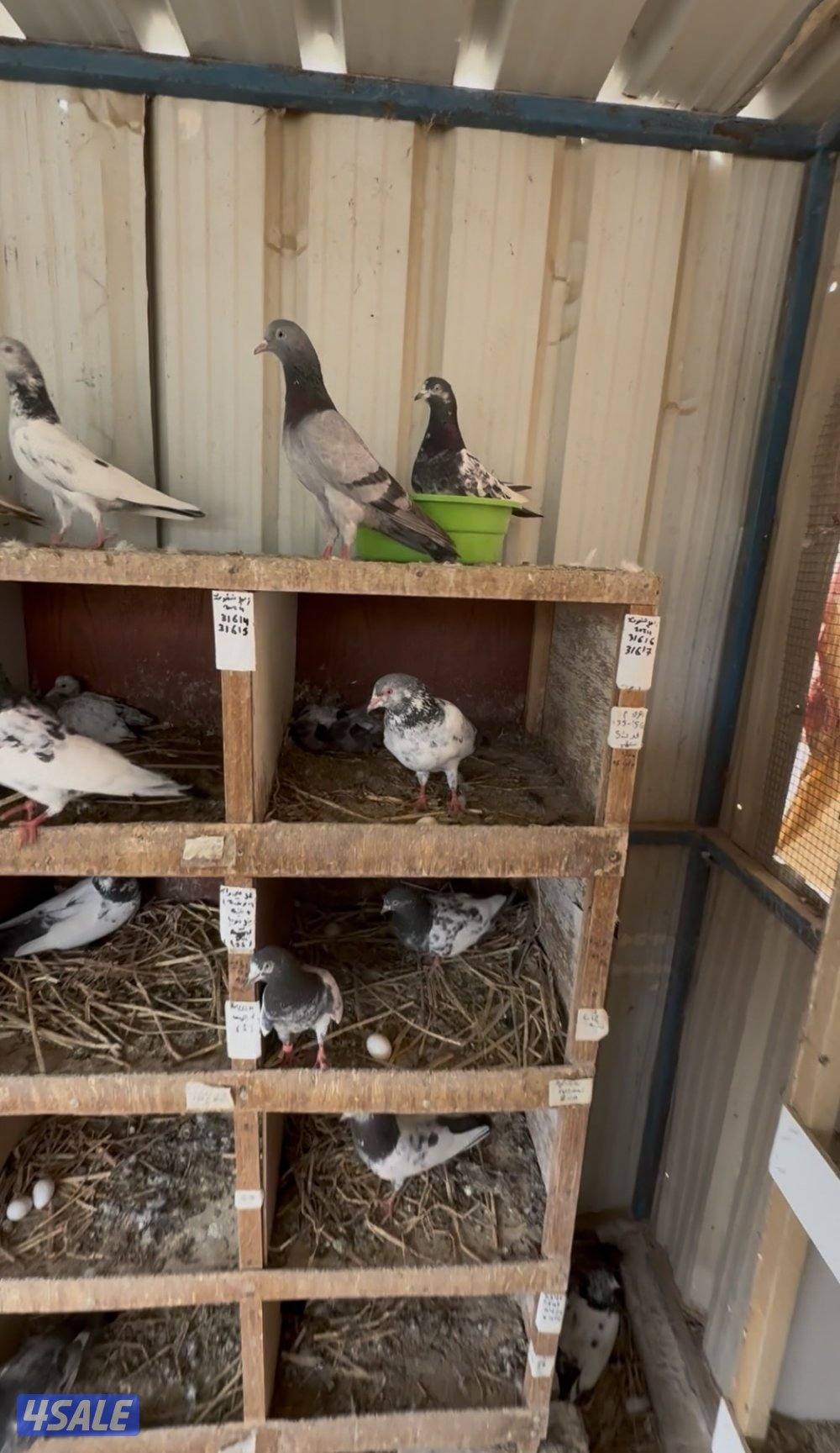 حمام باكستاني طيار بيور وكراس1