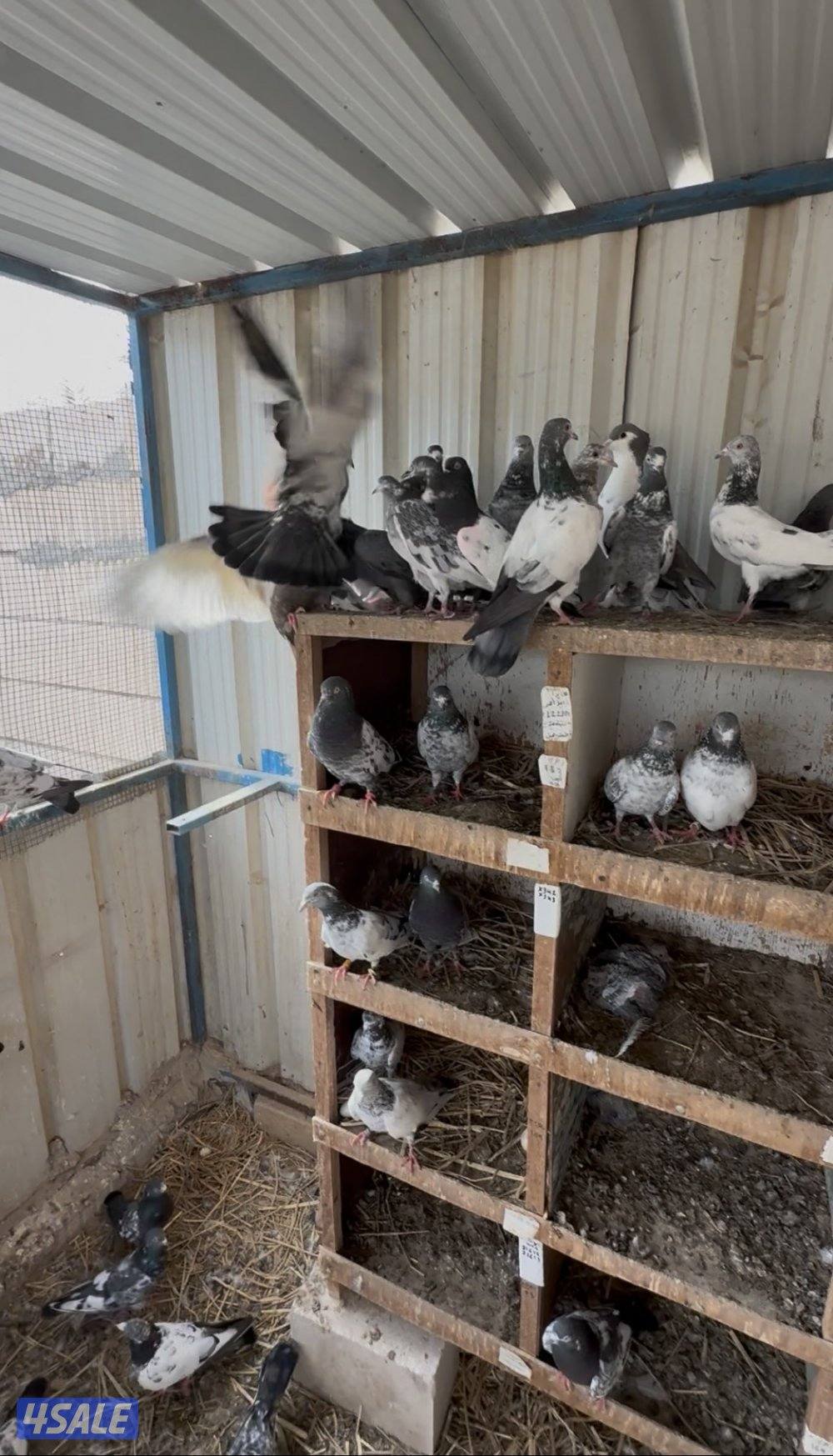 حمام باكستاني طيار بيور وكراس2