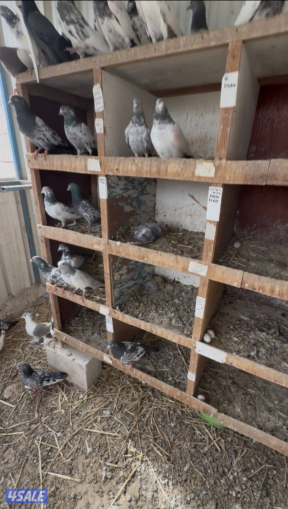 حمام باكستاني طيار بيور وكراس4