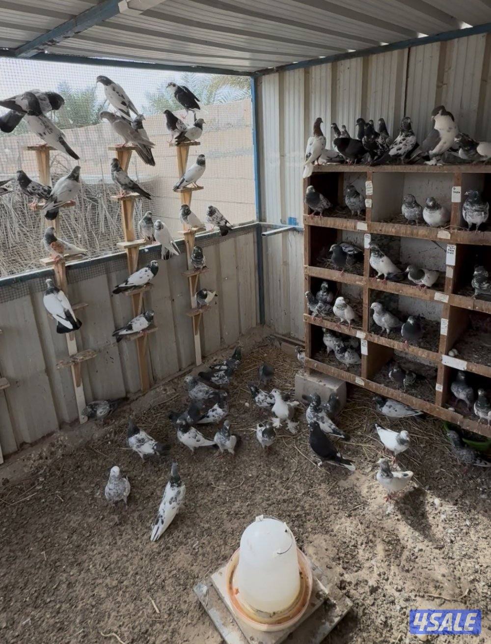 حمام باكستاني طيار بيور وكراس5