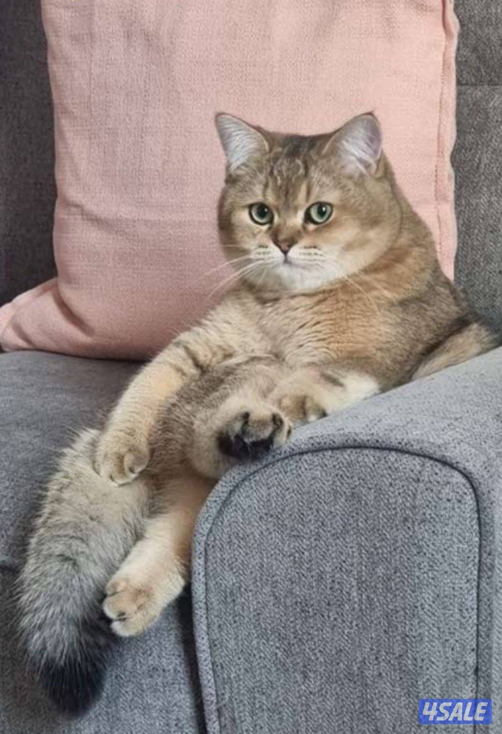 للبيع انثي حامل+ذكر سكوتش2