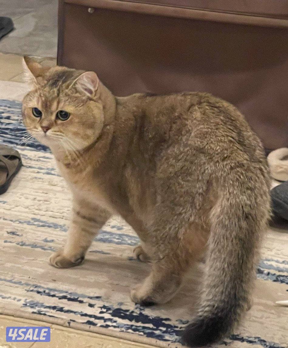 للبيع انثي حامل+ذكر سكوتش3