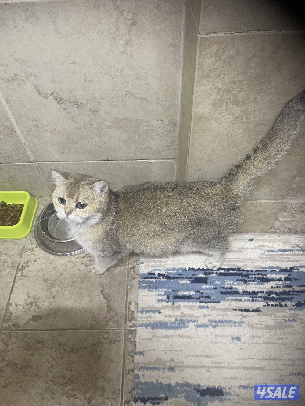 للبيع انثي حامل+ذكر سكوتش5