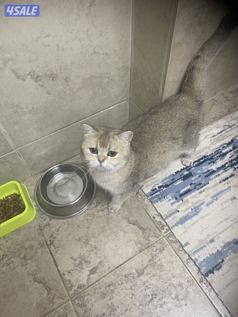 للبيع انثي حامل+ذكر سكوتش6