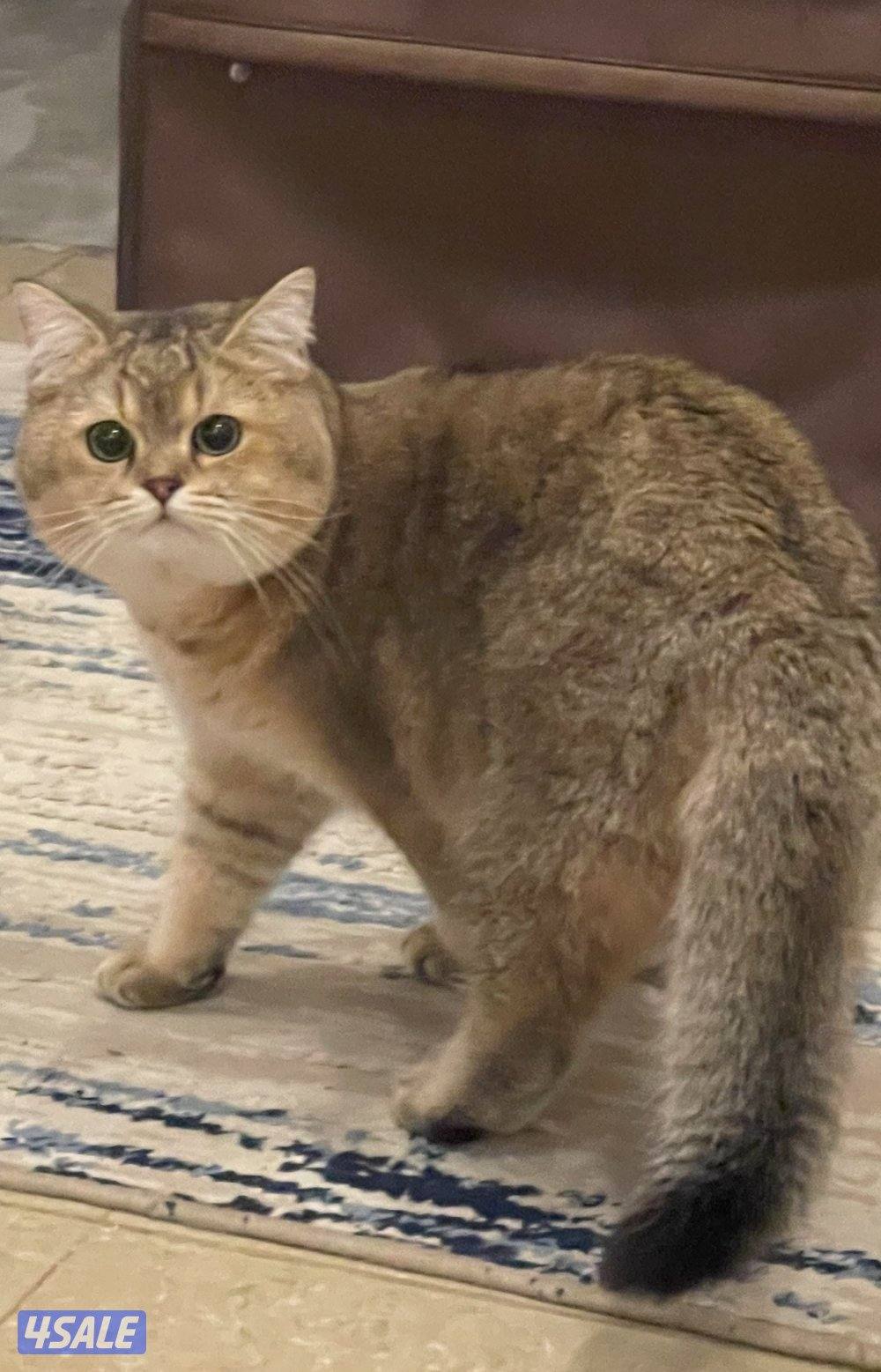 للبيع انثي حامل+ذكر سكوتش4