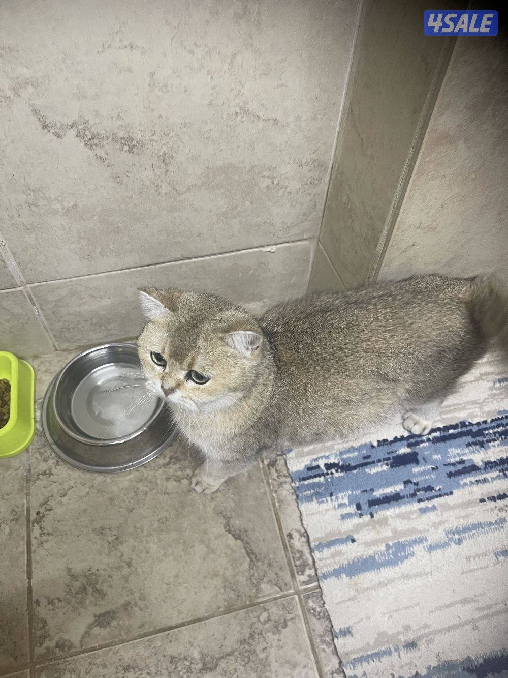 للبيع انثي حامل+ذكر سكوتش7