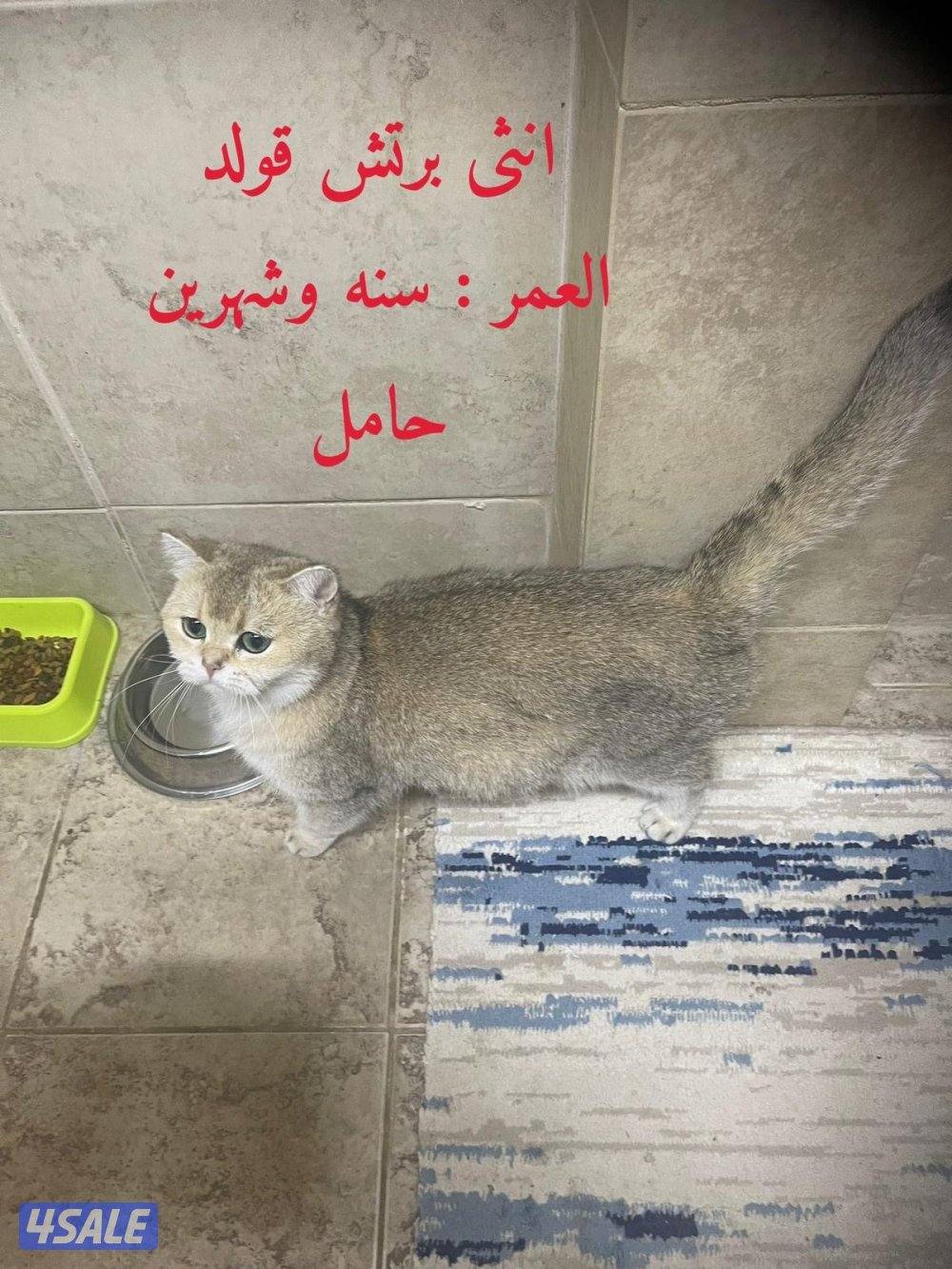 للبيع انثي حامل+ذكر سكوتش1