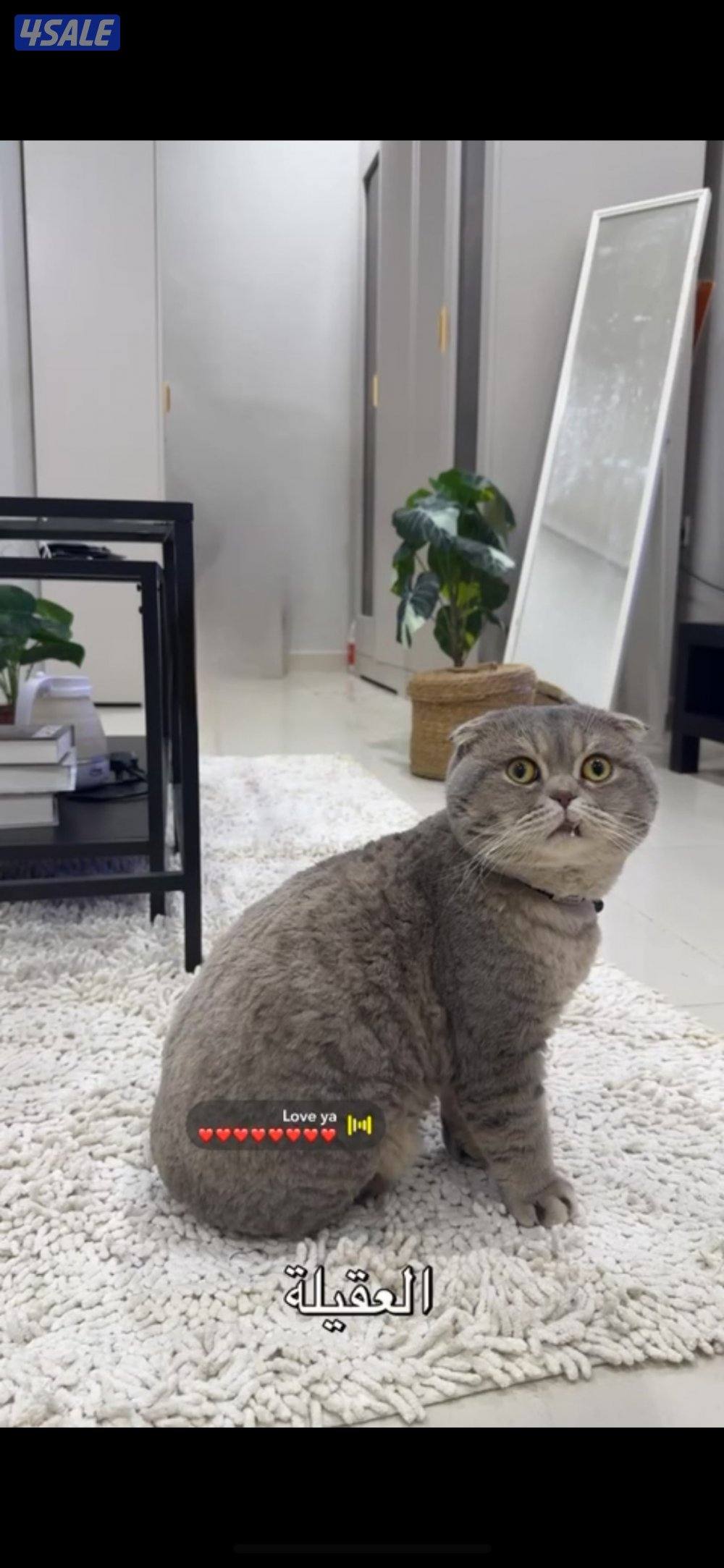 عندي قط ذكر سكوتش فولد0