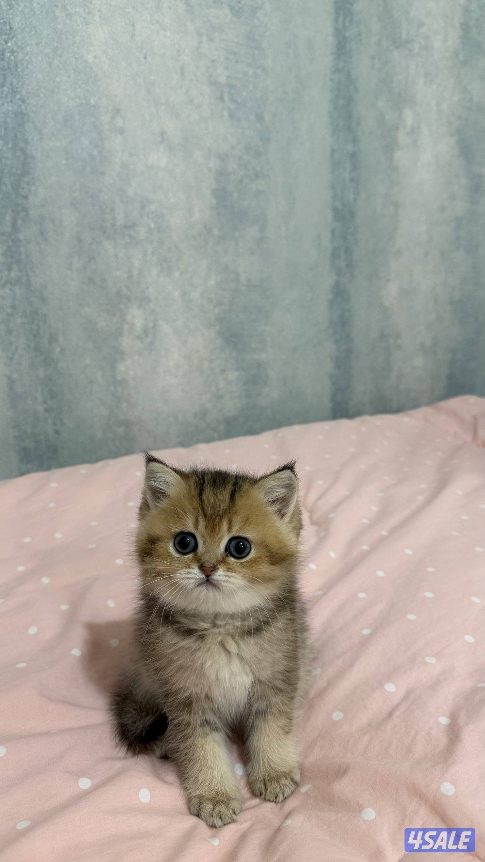 للبيع كتن برتش شورت هير0