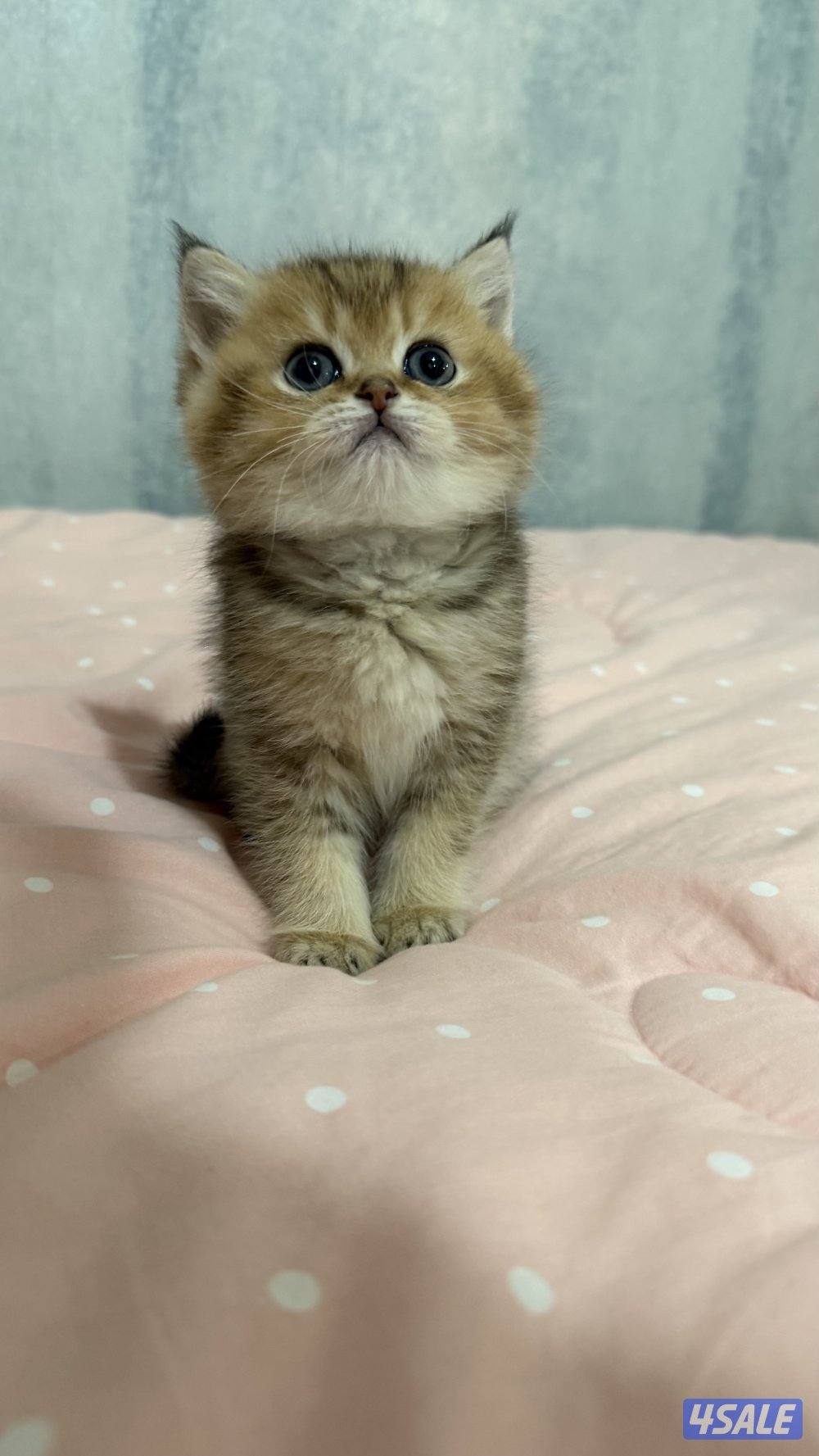 للبيع كتن برتش شورت هير1