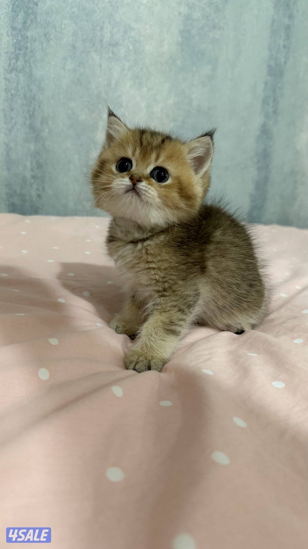 للبيع كتن برتش شورت هير2