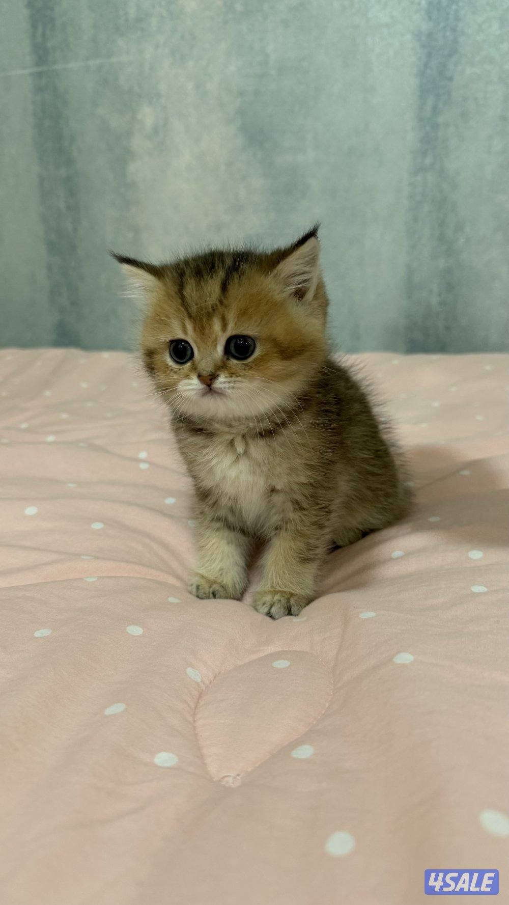 للبيع كتن برتش شورت هير3