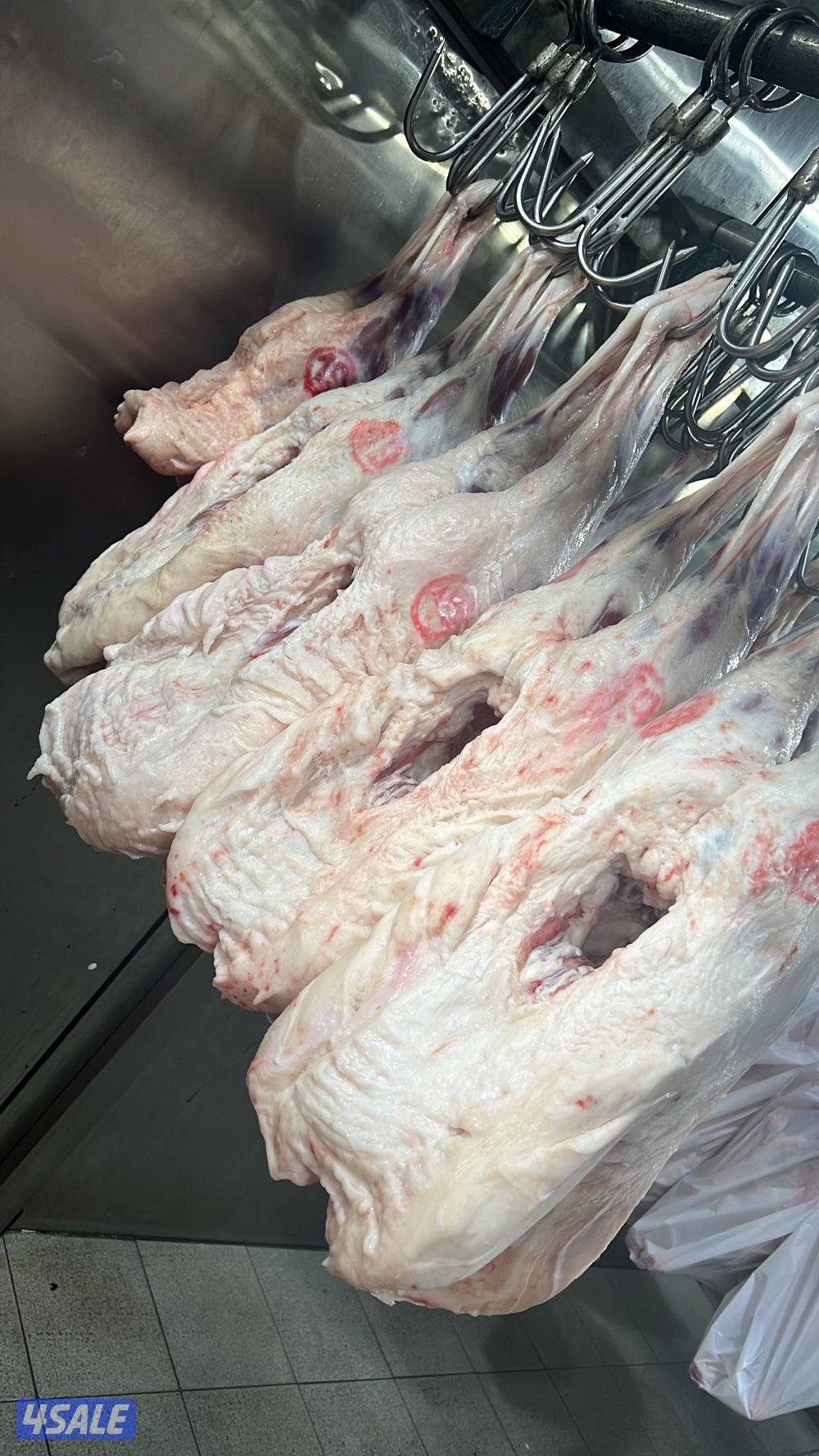 صقرالشامخ للحوم4