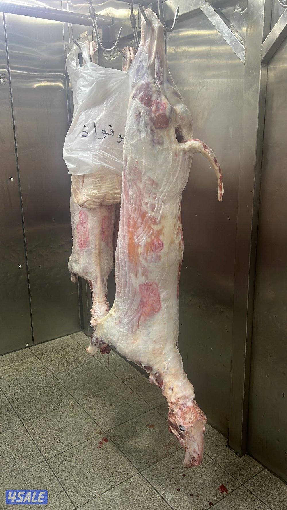 صقرالشامخ للحوم7