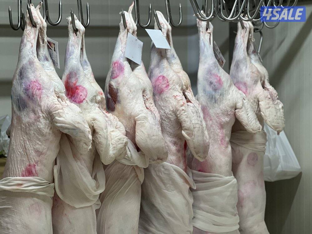 صقرالشامخ للحوم13