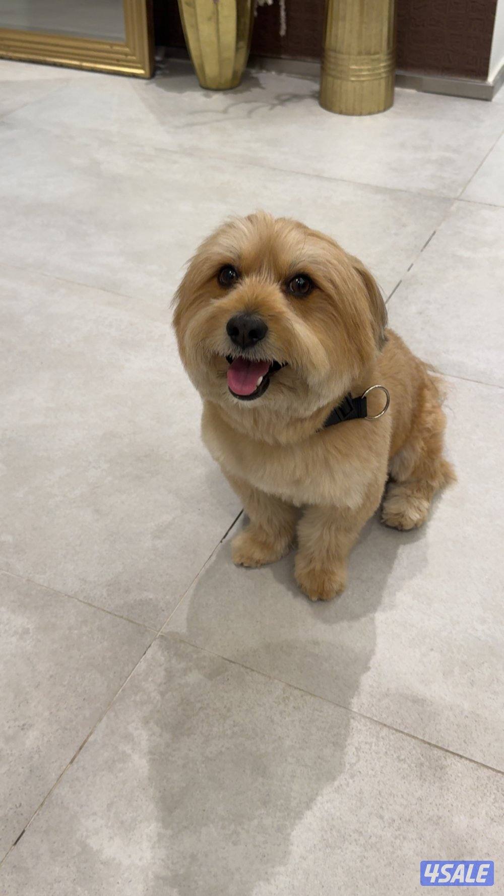 كلب مالتيزر0