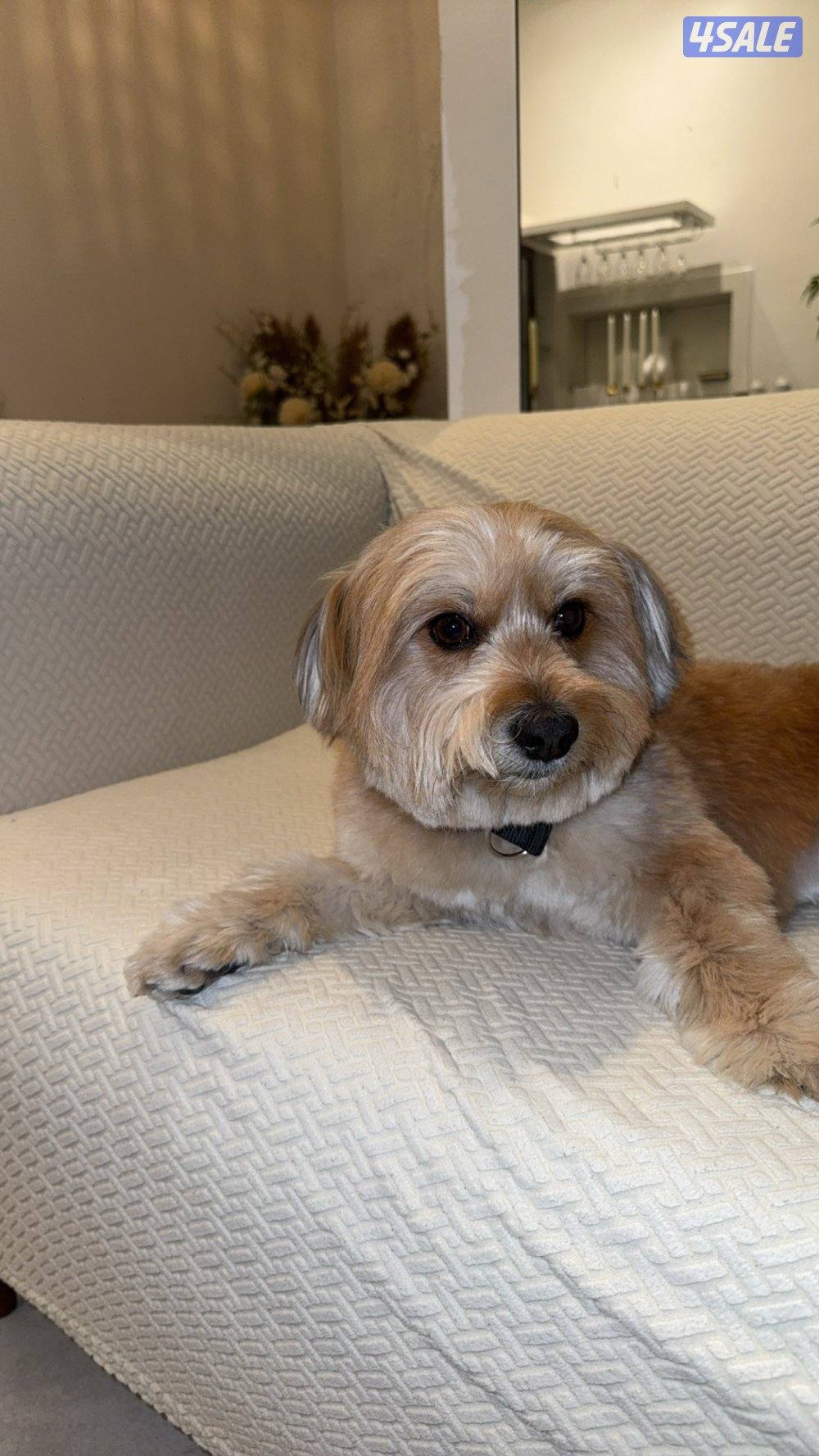 كلب مالتيزر1