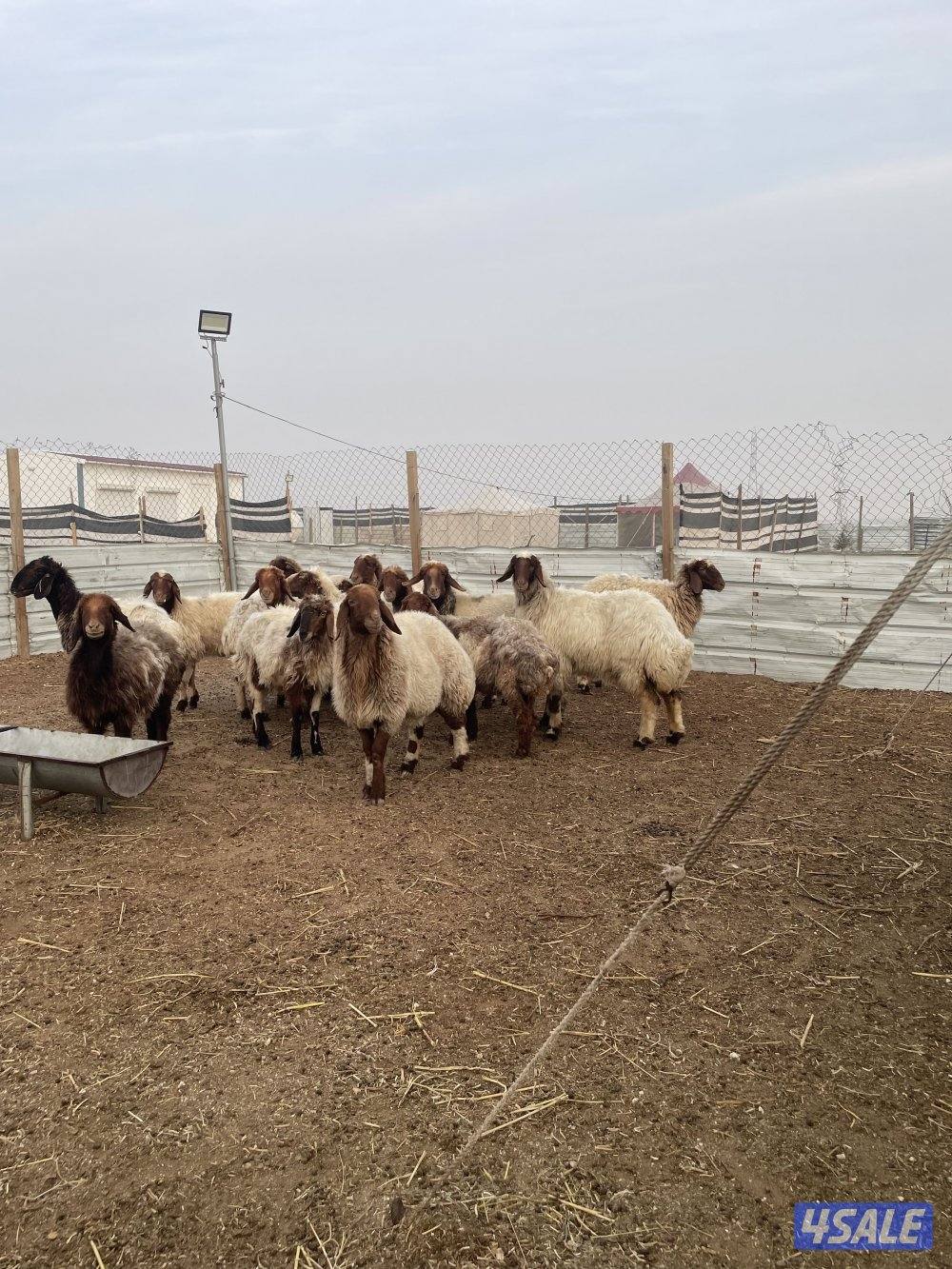 للبيع غنم نعيم العدد١٨ راس سن وديد1