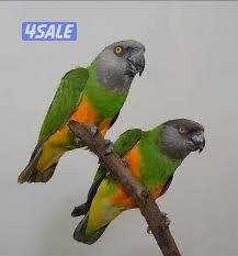 ثلاث ازواج بيبي متوه + زوج سنغالي0