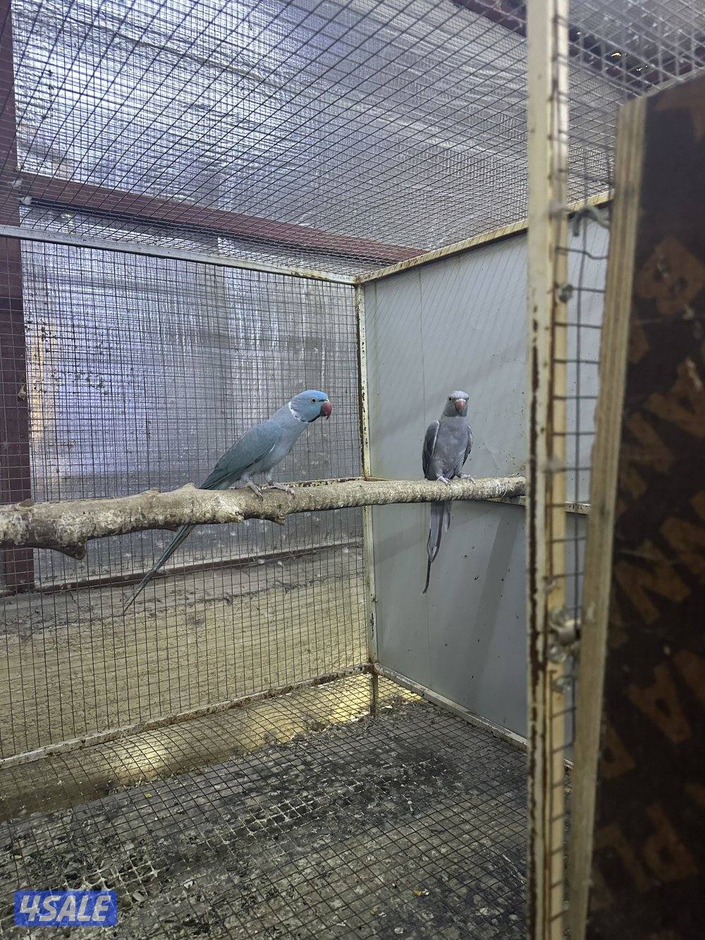 ثلاث ازواج بيبي متوه + زوج سنغالي1