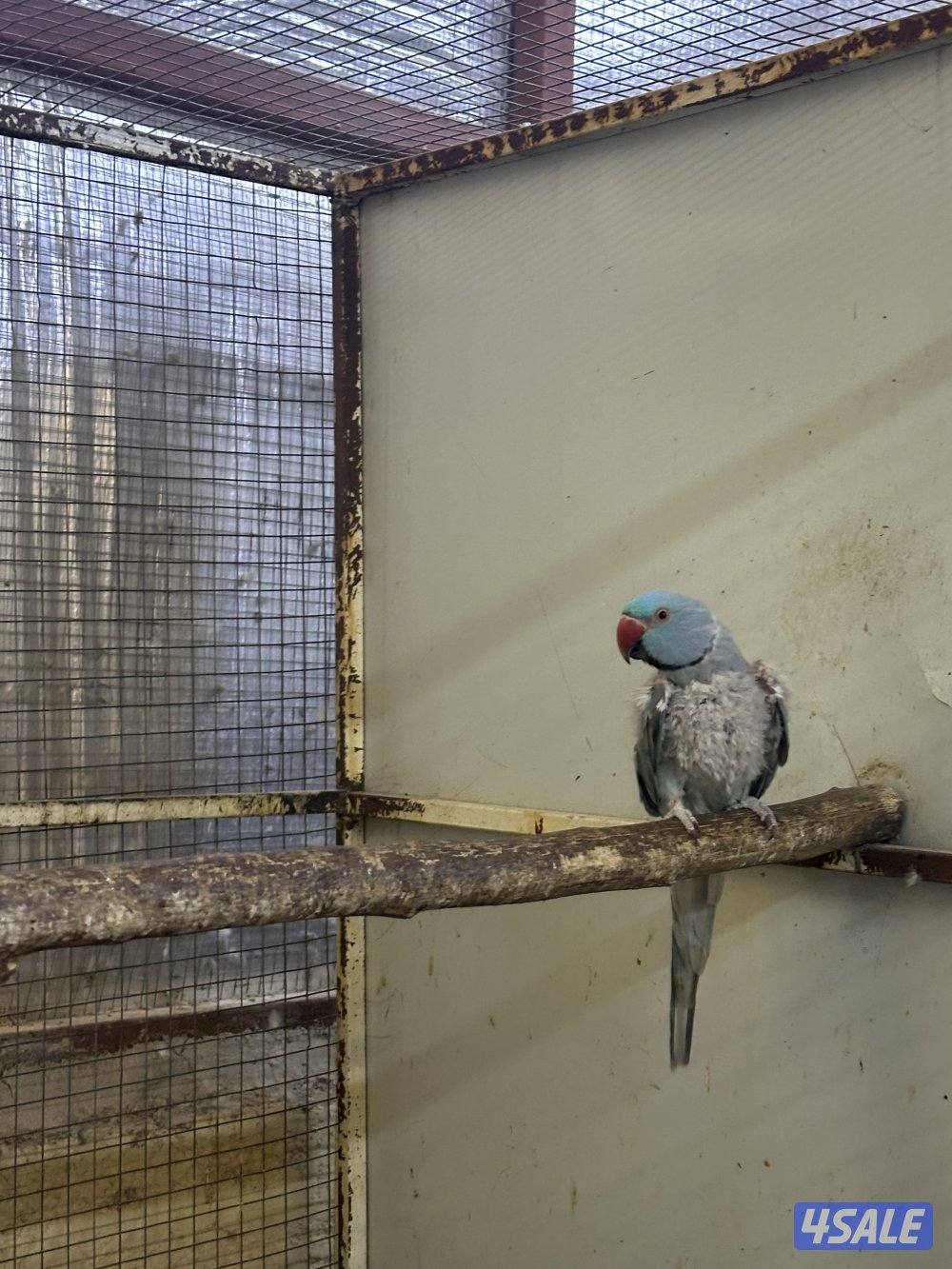 ثلاث ازواج بيبي متوه + زوج سنغالي2