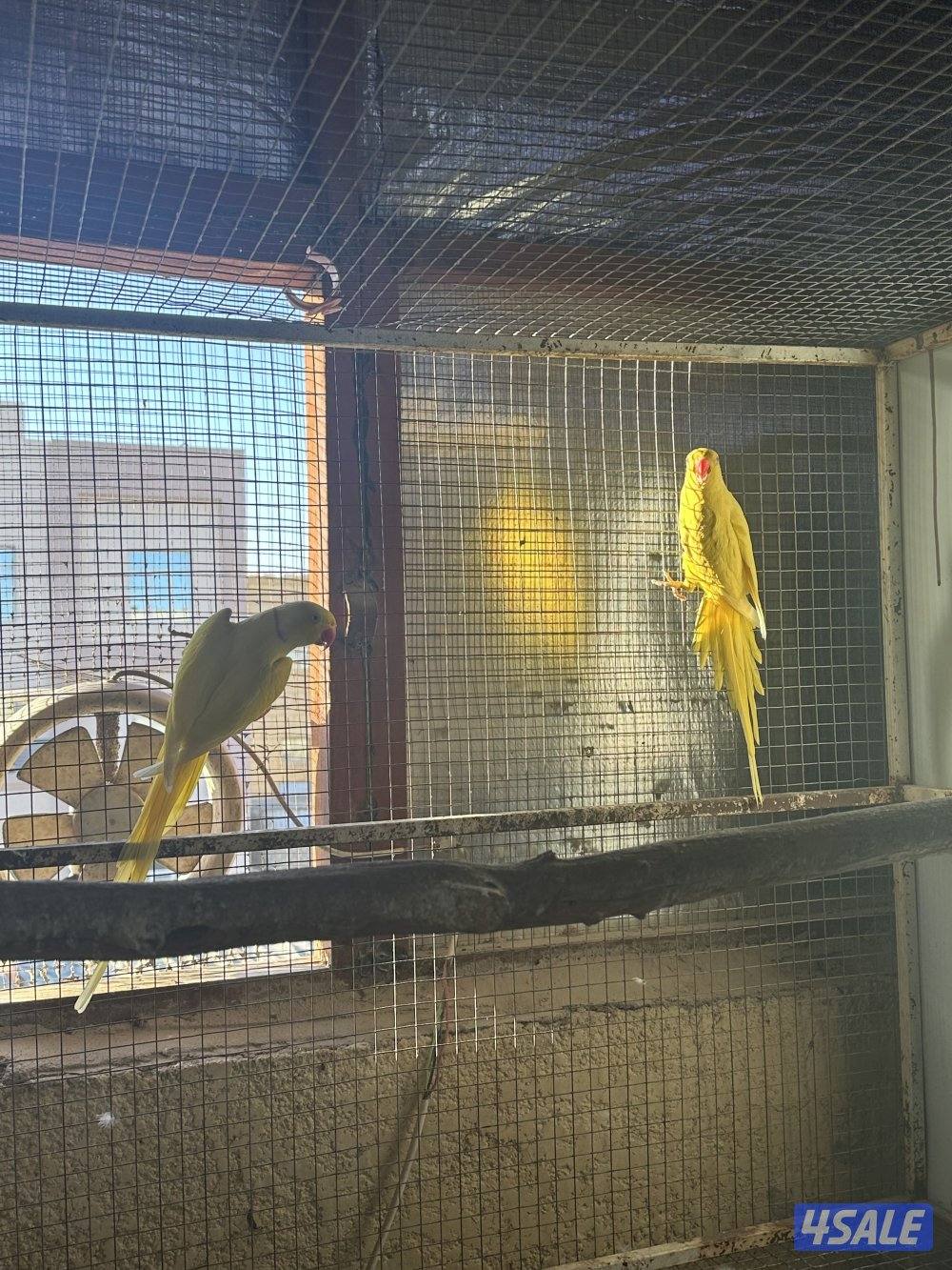 ثلاث ازواج بيبي متوه + زوج سنغالي3