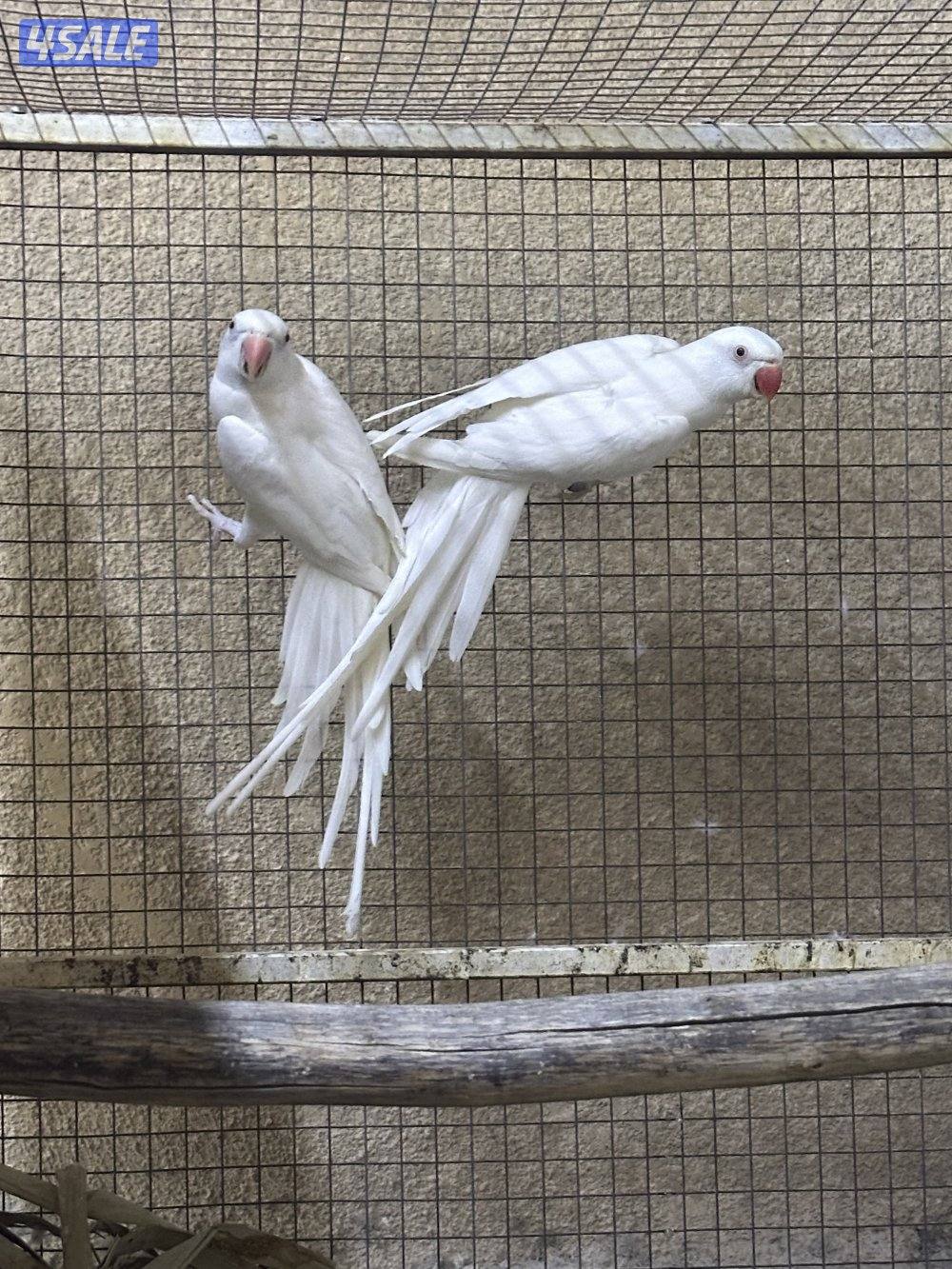 ثلاث ازواج بيبي متوه + زوج سنغالي4