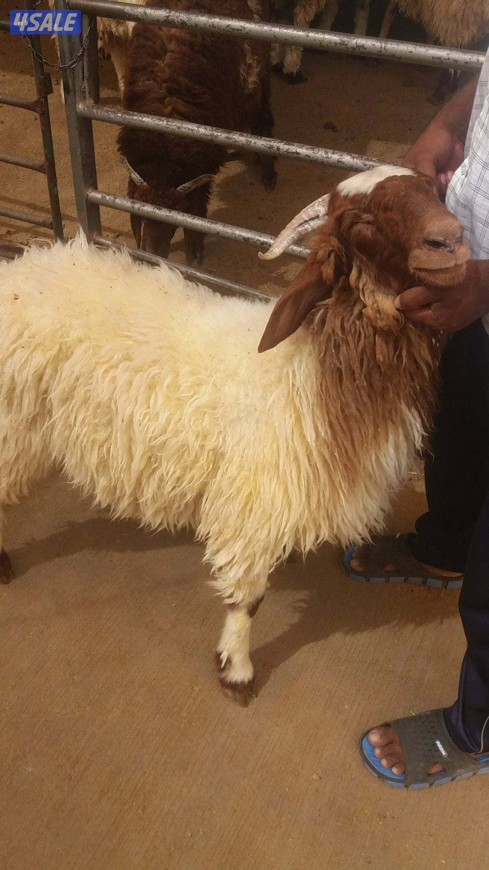 نوفر لكم افضل الذبائح ذبيحتك لباب البيت نعيمي / شفالي / مهجن /🐏🐏🐏3