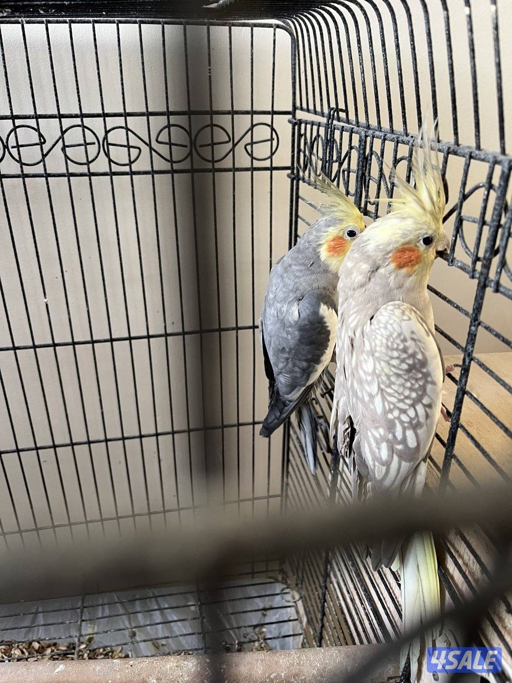 أزواج كوكتيل كراون منتجين1