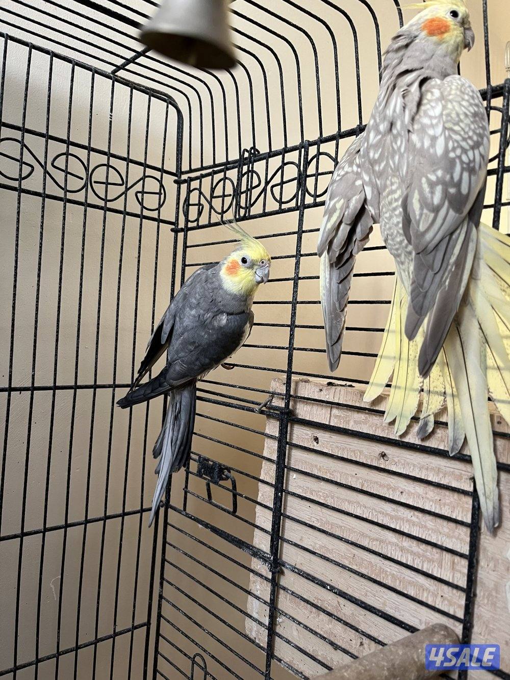 أزواج كوكتيل كراون منتجين2