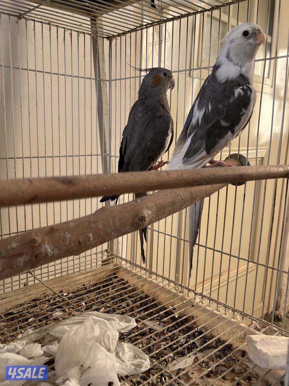 أزواج كوكتيل كراون منتجين3